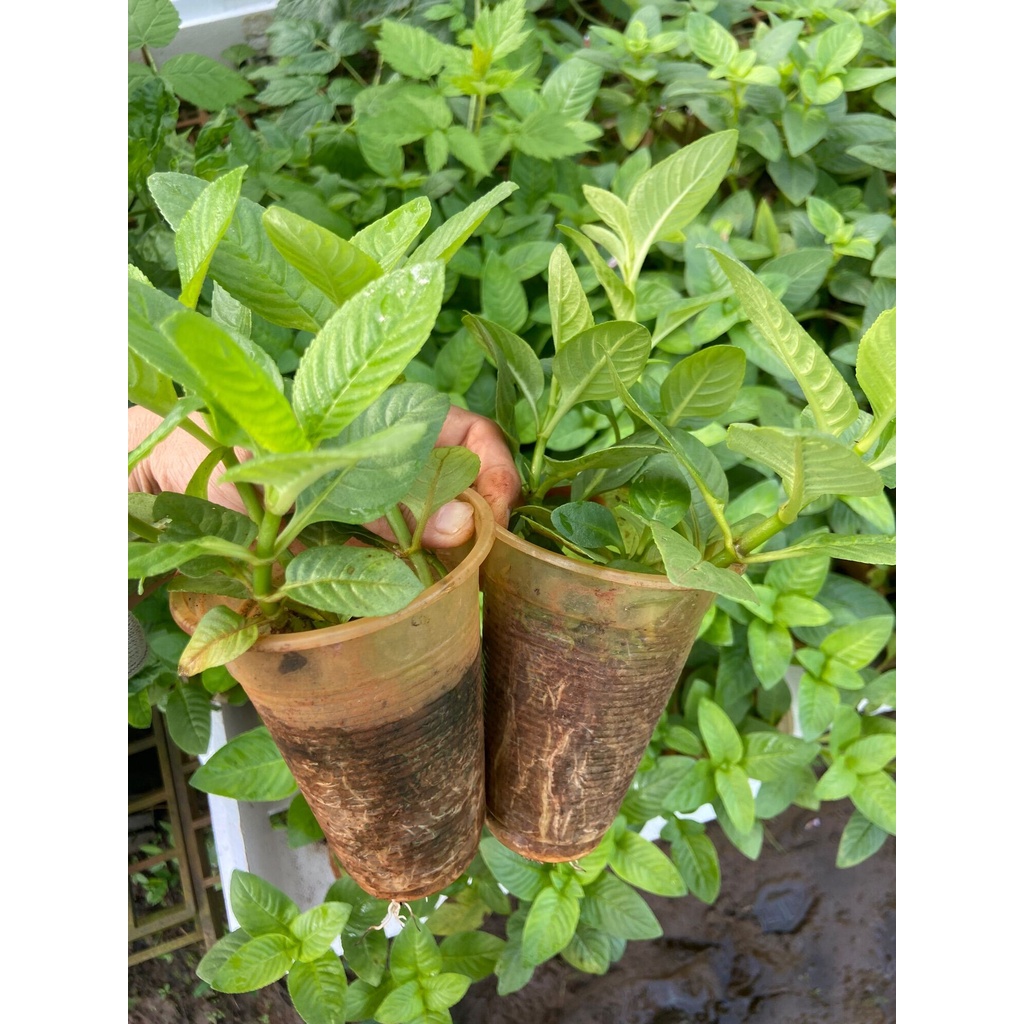 Cây rau xá xị , rau thơm mùi xá xị, dùng ăn sống, bánh tráng cuốn thịt luộc