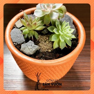 [Siêu Sale] Chậu gốm đất nung terracotta Vân Gạch trồng sen đá, xương rồng size 8cm (1 cái)
