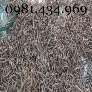 Sâm Dây Ngọc Linh 01KG