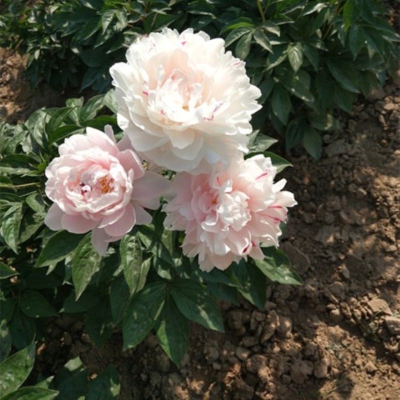 Củ Hoa Mẫu Đơn Cánh Kép Nhiều Màu, Củ Cây Hoa Mẫu Đơn Đã Nảy Nhiều Mầm - Bông To Siêu Hoa