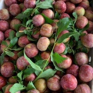 Mận Hậu Sơn La Trái vụ loại 1kg giòn tươi ngon