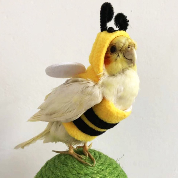 Oasis Áo Hoodie Hóa Trang Hình Chú Ong / Mặt Trời / Chim Cho Vẹt / Gà Mái Hiên Châu Phi Xám Parakeetcockatiel sun conure