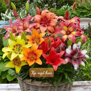 Củ hoa ly lùn hà lan sz 13/15 mix đủ màu siêu bông - củ giống chuẩn