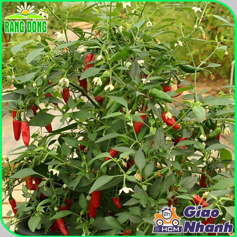 Hạt giống Ớt Xiêm Rừng siêu cay 377, trái say, trồng quanh năm