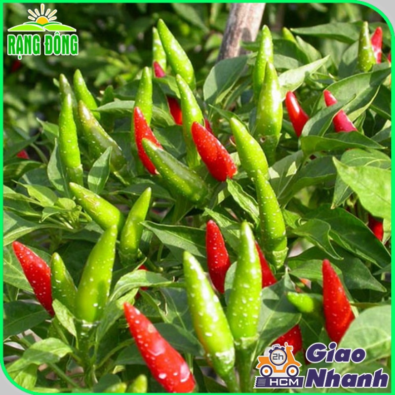 Hạt giống Ớt Hiểm siêu cay, siêu trái, trồng quanh năm