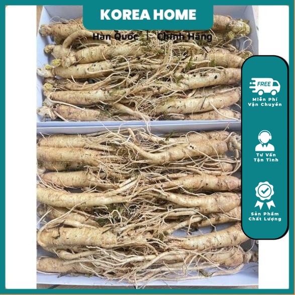 Nhân sâm tươi Hàn Quốc hầm gà 1kg 20_30 củ