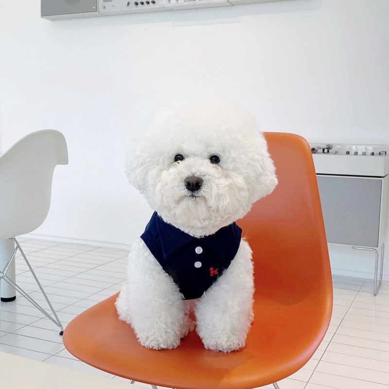 Áo Thun polo Xinh Xắn Cho Thú Cưng