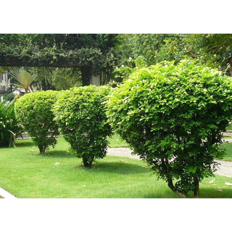 CÂY NGÂU GIỐNG -CÂY BẦU BÁT