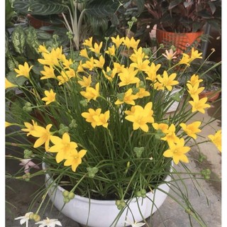 Củ huệ mưa ngoại Citrina vàng tươi bảo hành mặt hoa - Củ Giống Tốt