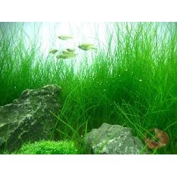 Ngưu Mao Chiên cao hộp lá cạn - Cây thủy sinh lá cạn