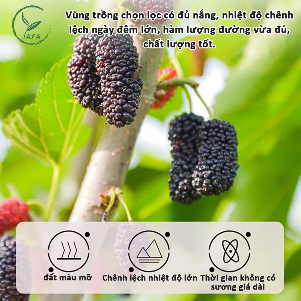Dâu Tằm Sấy 125g đóng hộp Dâu Tằm Khô Cao cấp Giữ Dáng Đẹp Da Nuôi dưỡng gan bảo vệ thận Thảo Dược