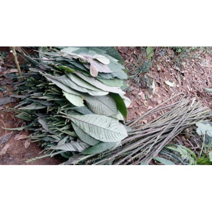 Lá khôi nhung khô 1kg