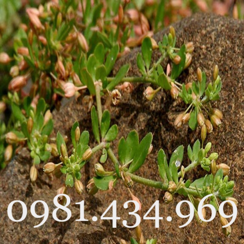 Rau Đắng Đất Khô 01KG Nguyên Chất Loại 01 Nhà Làm Tốt