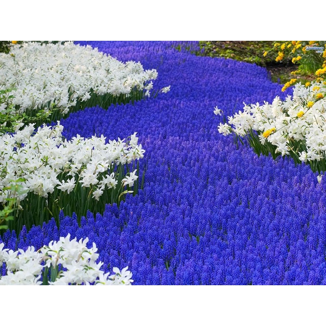 Củ hoa muscari