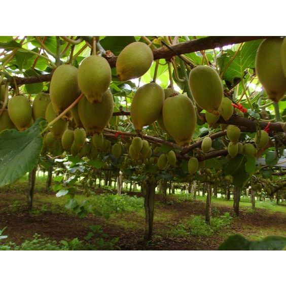 PHÂN KHOÁNG CALCIUM CHLORIDE CACL2 96%