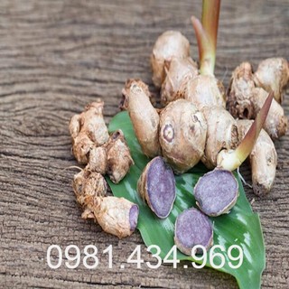 Ngải tím, gừng tím, gừng đen t ươi khô giống 01kg đẹp