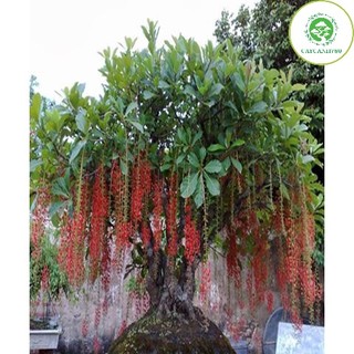 Cây lộc vừng giống cao 20cm _cây giống chuẩn