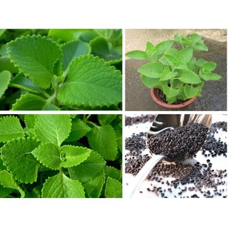 Hạt giống rau húng chanh  - - hạt giống tốt