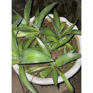 cây dứa cảnh nam mỹ ( CÂY GIỐNG CÓ BẦU ĐẤT)