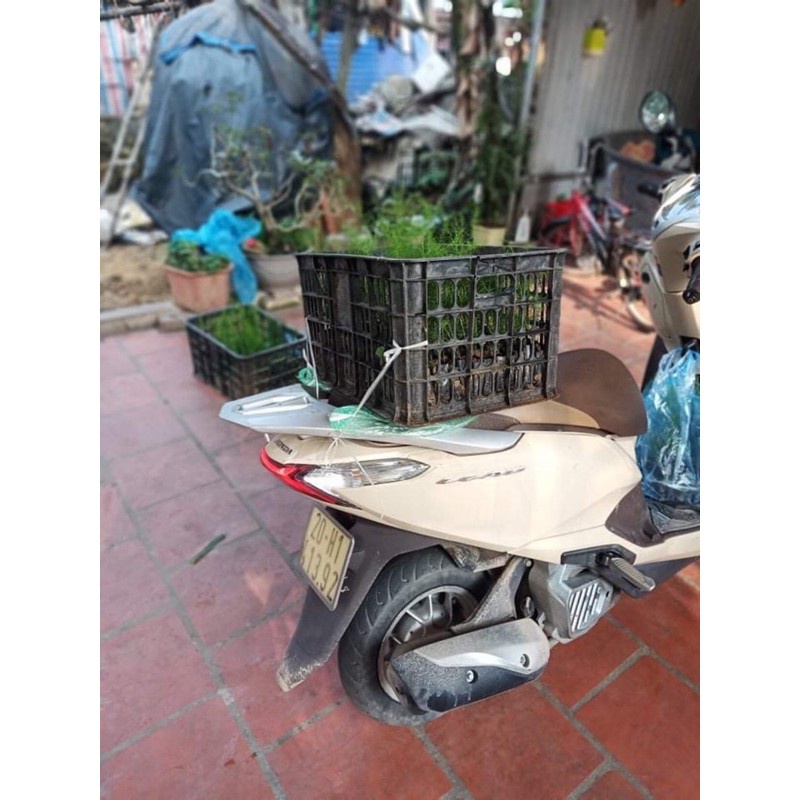 Cây giống Măng Tây xanh F1 trồng bầu cao 15-45cm