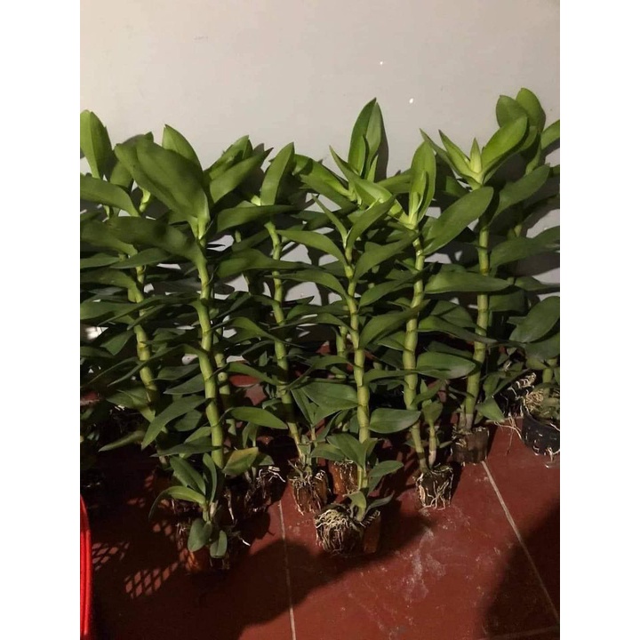 Denro nắng vàng tia chậu f12 cây trưởng thành đang nụ hoặc sắp nhú vòi nụ