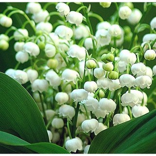 Củ hoa linh lan (có rễ + mầm lá sẵn,bao sống 100%) - Củ Giống Chuẩn