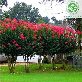 Cây Tường Vi lá xanh hoa hồng _cây giống chuẩn