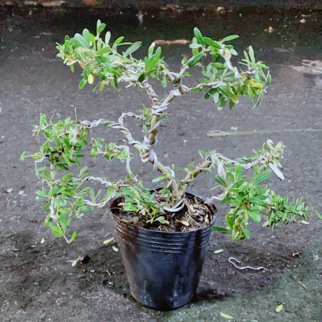 Linh Sam Bonsai