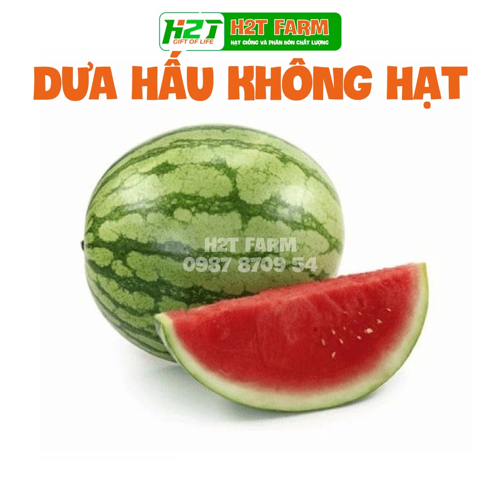 Hạt Giống Dưa Hấu Không Hạt , dễ trồng, năng suất cao, ngon nọt - h2t farm