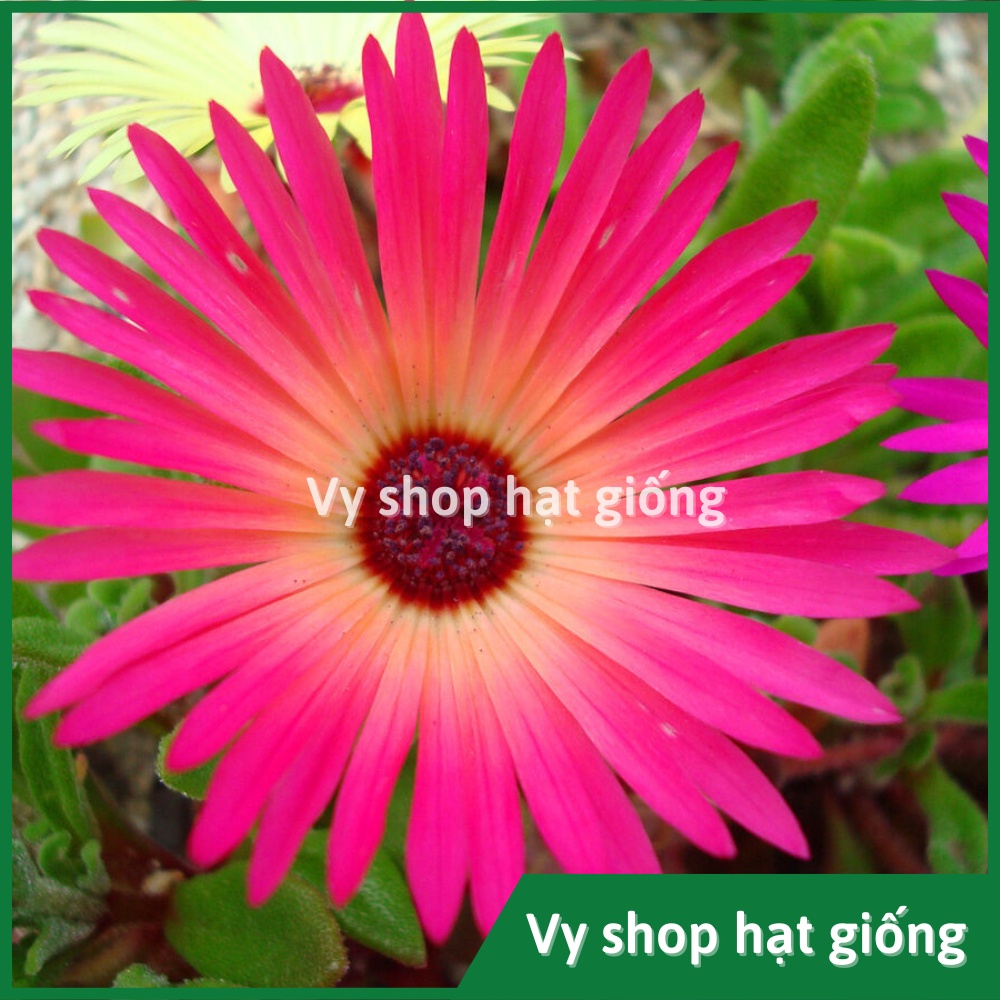 Hạt giống hoa mười giờ châu phi  gói 300 hạt mix màu