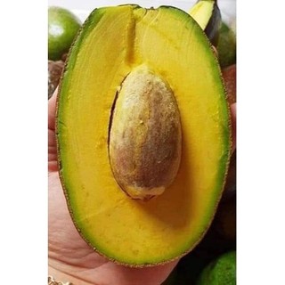 Cây giống Bơ sáp lùn Thái Lan ( cây ghép - mau trái ) -BẠN CỦA NHÀ NÔNG