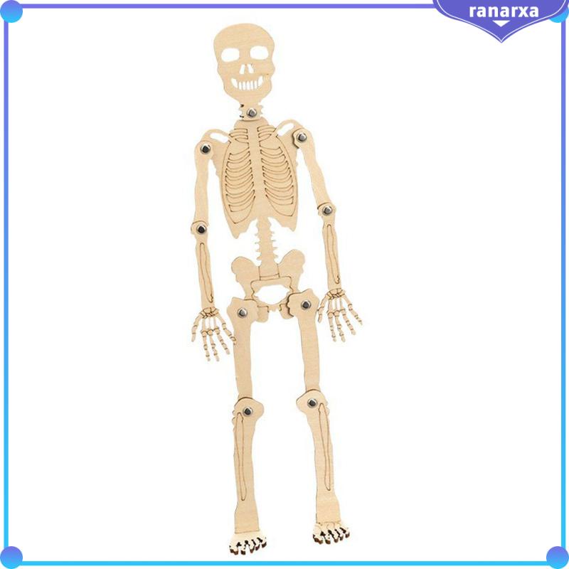 Mô Hình Bộ Xương Người Bằng Chất Liệu Bền Giáo Dục Cho Bé