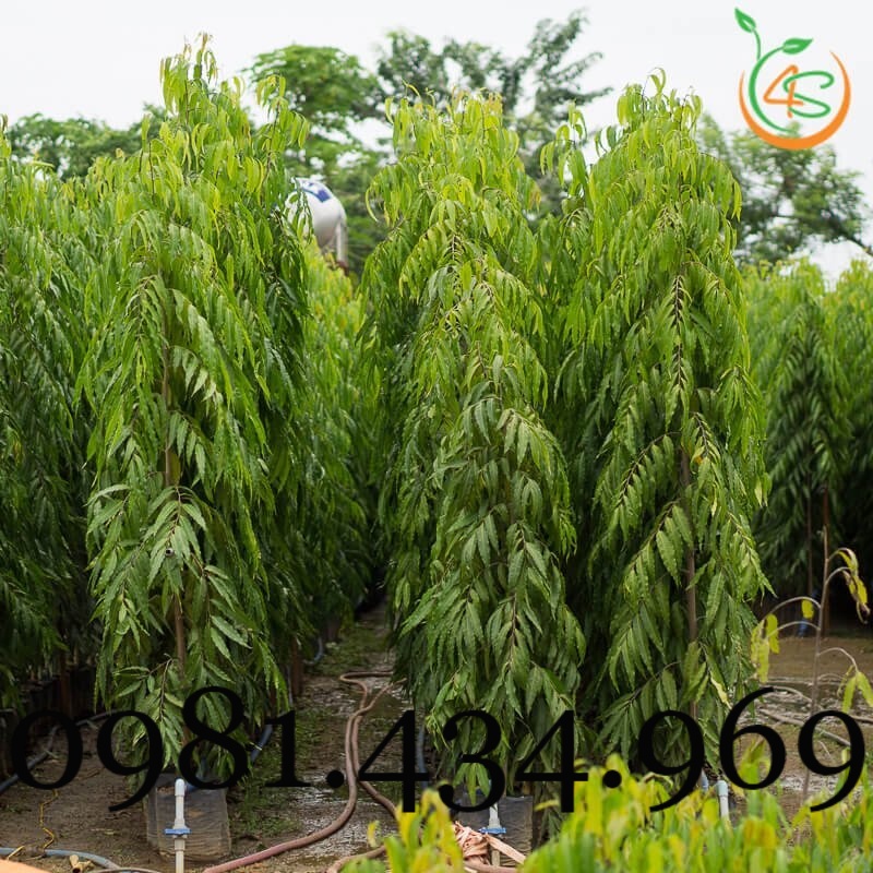 Xịn-Combo 02c ây Hoàng Nam  cao 40cm Mới chuẩn