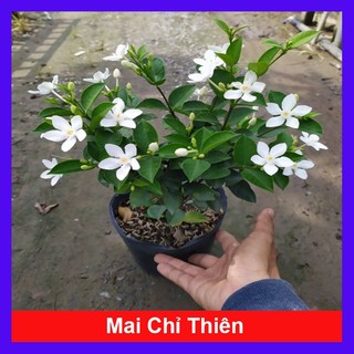 Mai Chỉ Thiên - Cây cảnh trong nhà _Cây giống chuẩn