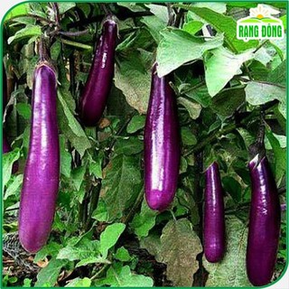 Hạt giống Cà Tím quả dài, chịu nhiệt tốt, trồng quanh năm gói 0,5 gr