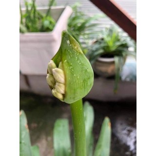 Củ hoa thanh anh sẵn rễ & lá (gửi củ như hình) - Củ Giống Chuẩn