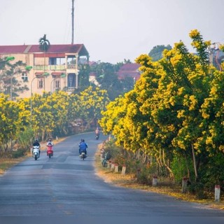 Cây giống hoa Chuông vàng... Huỳnh liên _Cây giống chuẩn