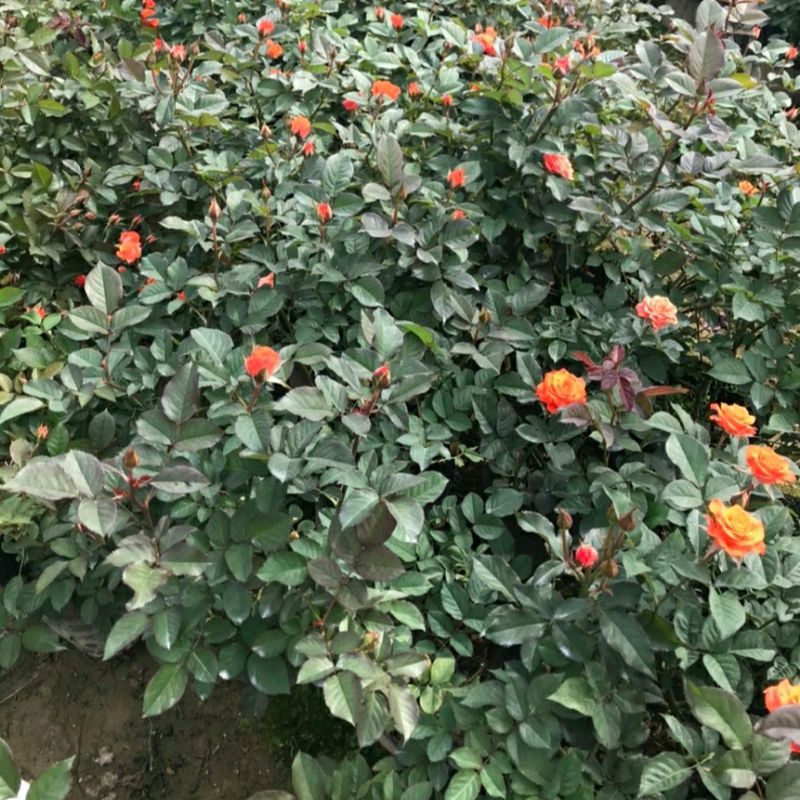 Gốc Hoa hồng tỉ muội siêu hoa siêu nụ dễ chăm sóc,hoa quanh năm