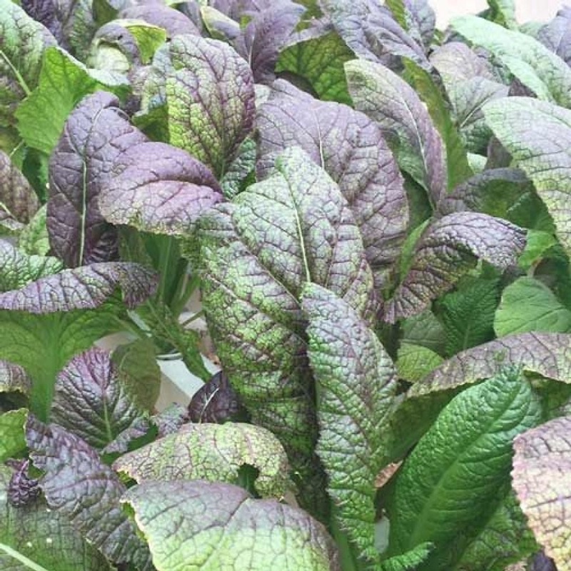 Combo 10 cây giống cải mù tạt bẹ tím