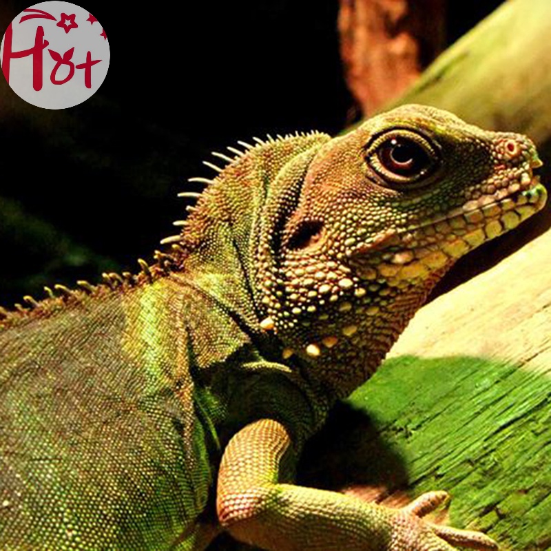 Bóng Đèn Sưởi Ấm Hồng Ngoại Bằng Gốm Sứ Cho Thú Cưng jr