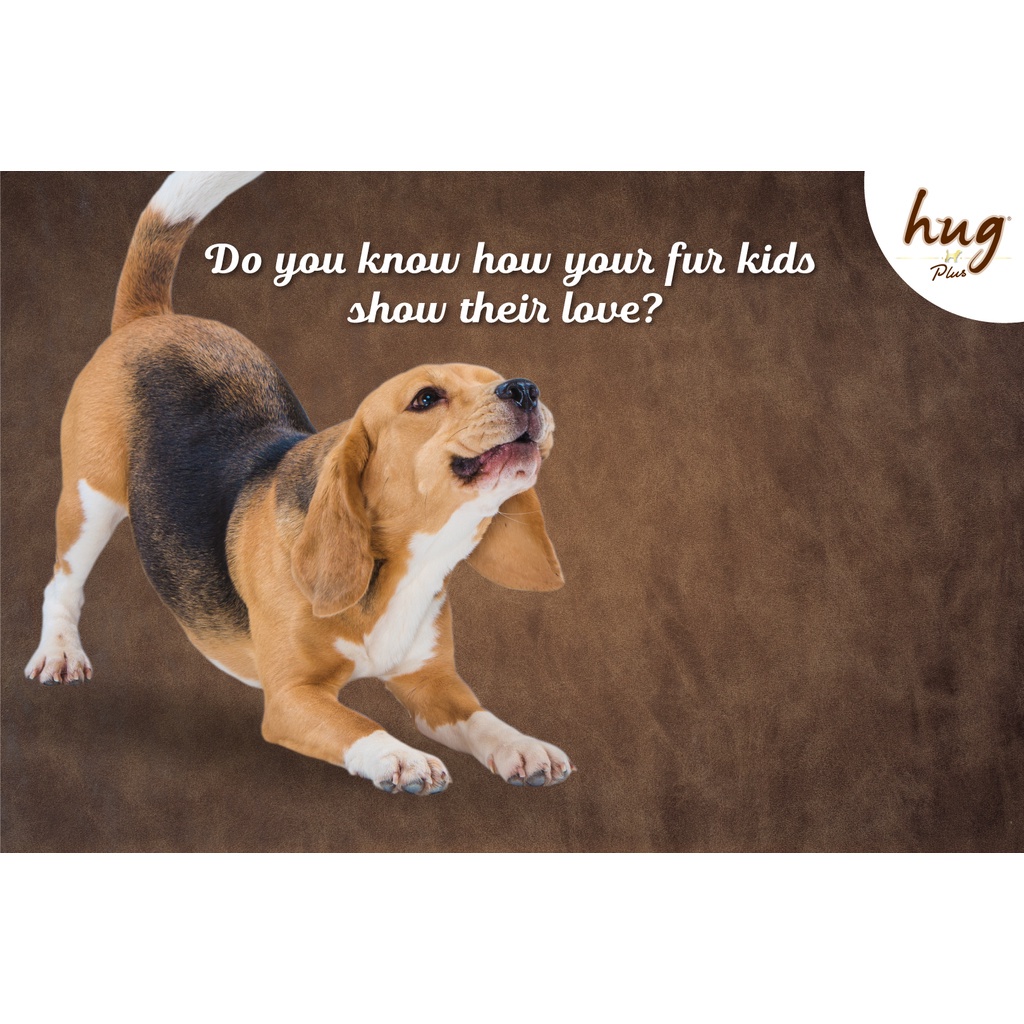 Pate HUG cho chó thức ăn ướt vị gà, bò tươi ngon, đủ dưỡng chất - Lon 400gr Gói 120gr