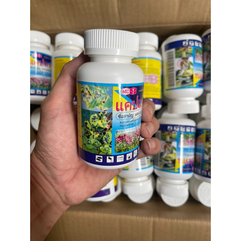 Thuốc trừ bệnh thối nhũn, nấm bệnh trên phong Lan Captan Thai Lan