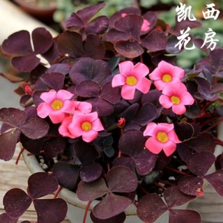 củ hoa oxalis dòng purpurea
