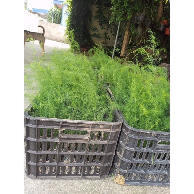 Cây giống Măng Tây xanh F1 trồng bầu cao 15-45cm