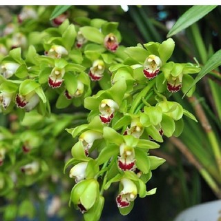 Củ giống hoa địa lan santo hoa màu xanh - 1 củ - Củ Giống Tốt