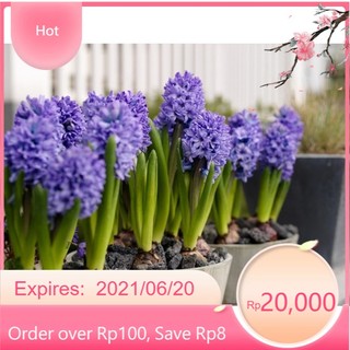 Củ hoa tiên ông chuẩn f1