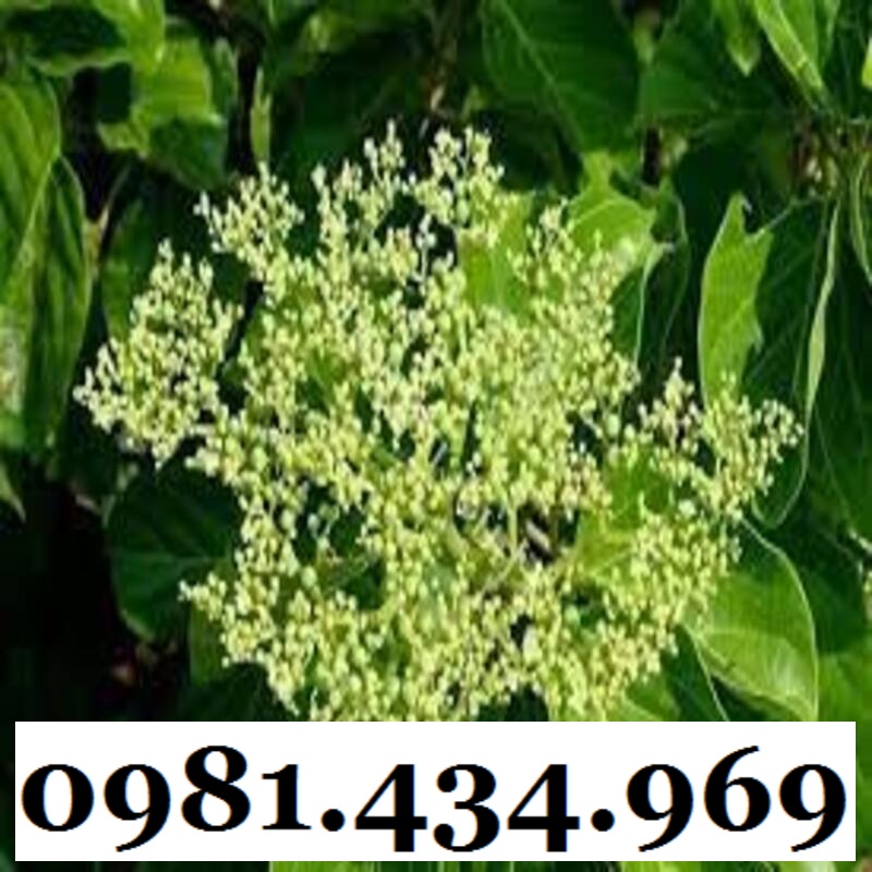 Cây Lá Gan  Khô 01KG Tốt Cho Gan Mới Đẹp