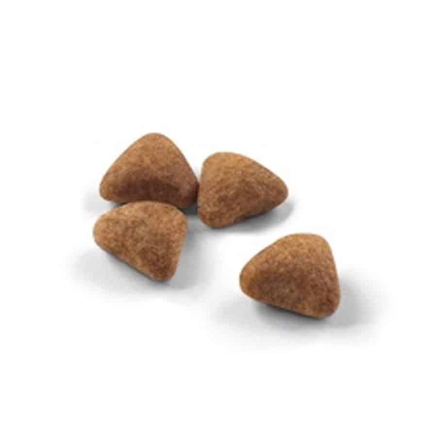 Hạt Royal Canin Indoor 27 bao 10kg 🐶FREE SHIP🐶 Cho Mèo Trưởng Thành Nuôi Trong Nhà