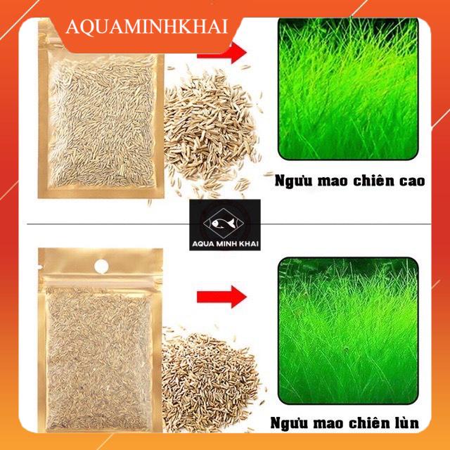 Hạt giống thủy sinh các loại trân châu, ngưu mao chiên, cỏ trái tim, cỏ 3 lá, cỏ tình yêu