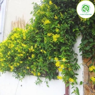 Cây hoa mai hoàng yến thân leo hoa vàng nở hoa quanh năm (ảnh thật số 2).